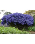 Ceanothus Concha